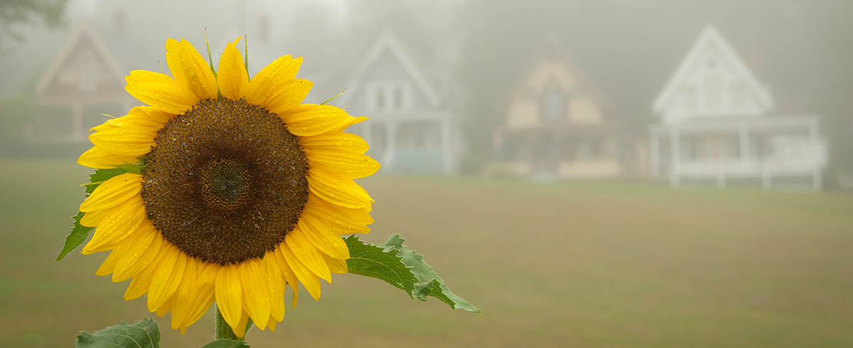 bright yellow sunflower with blurring victorian cottages in the background on a foggy morning