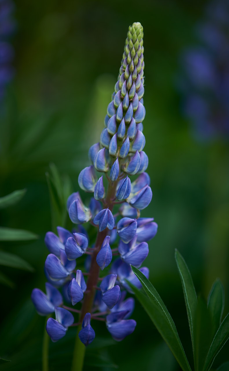 lupine flower close up